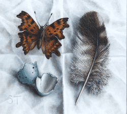 Butterfly, Feather and Shells 1