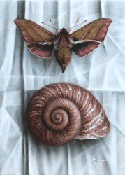 Hawkmoth and Shell