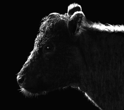 Cow Portrait