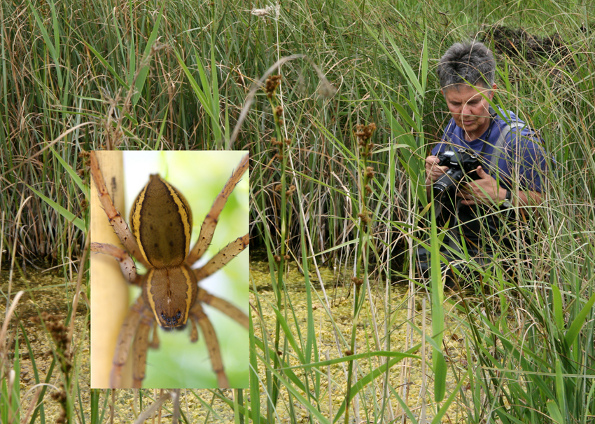 Fen Raft Spider Residency